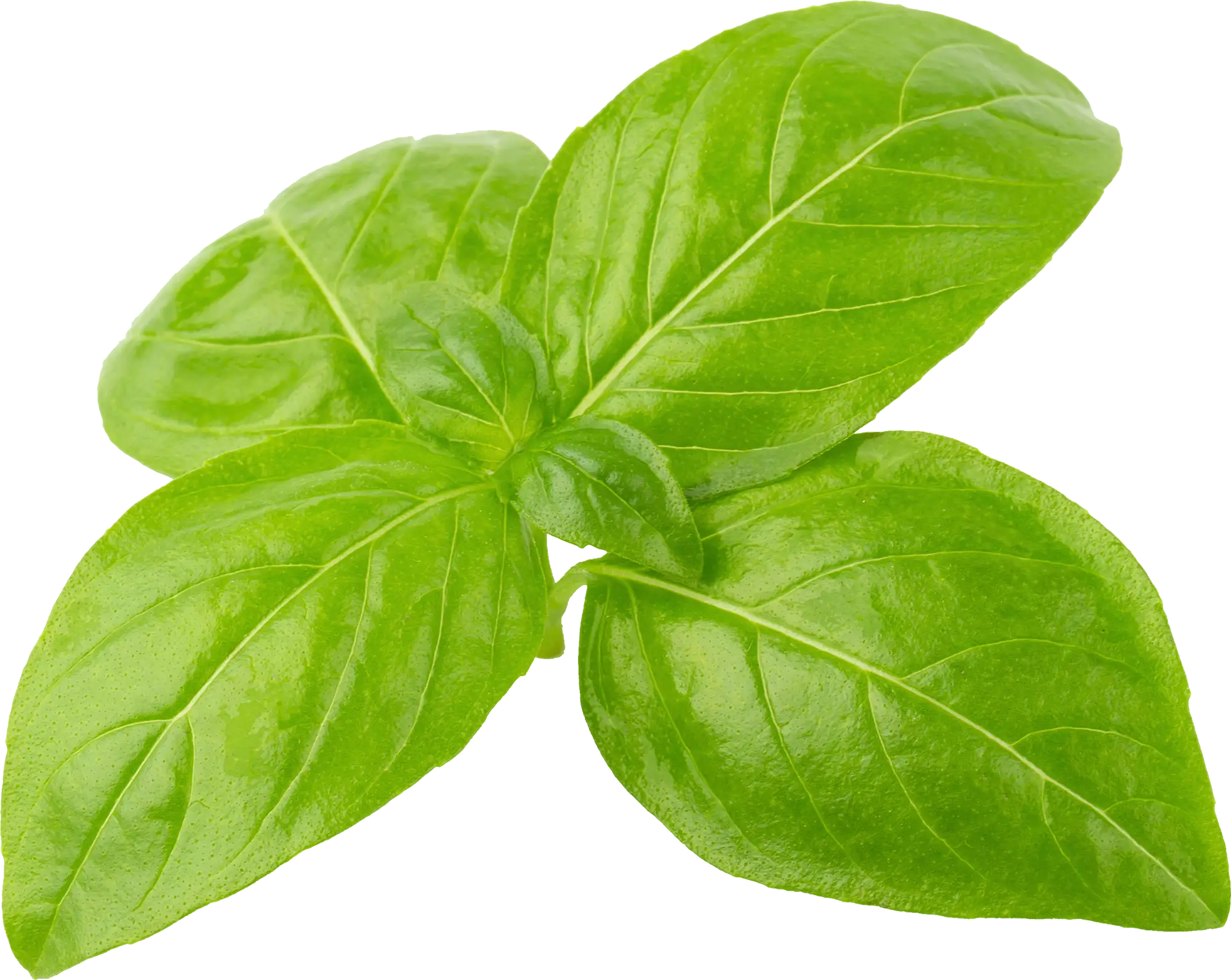 basil
