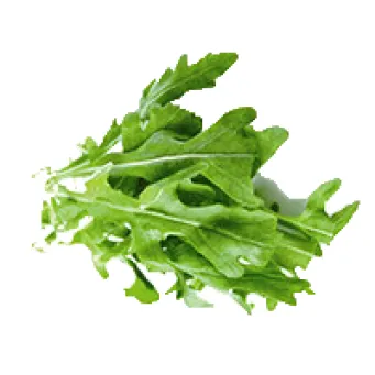 rukola